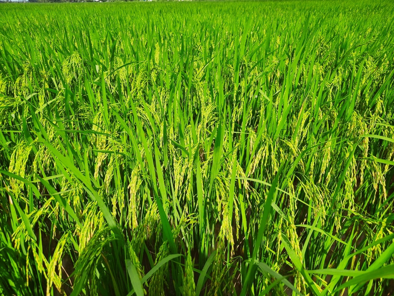 Phân bón hiệu Con Lười, lúa RVT