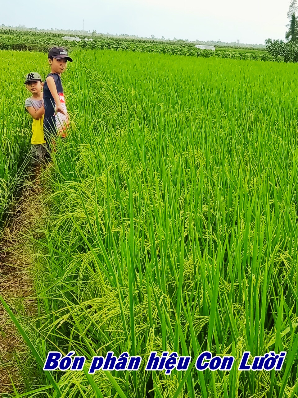 Phân bón hiệu Con Lười