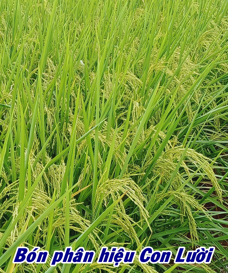 Phân bón hiệu Con Lười, lúa ST25