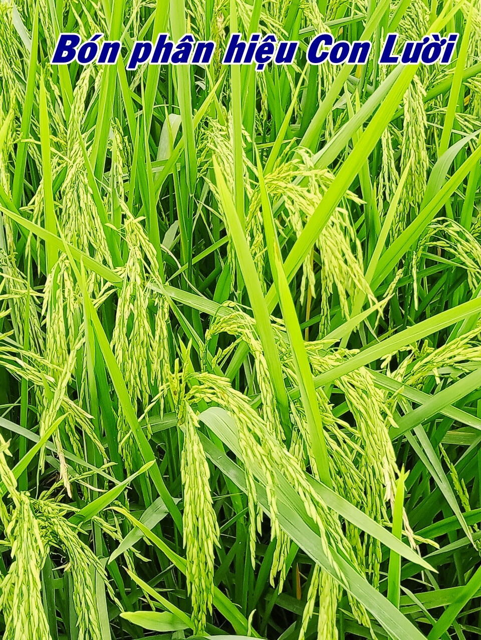 Phân bón hiệu Con Lười, Lúa St25