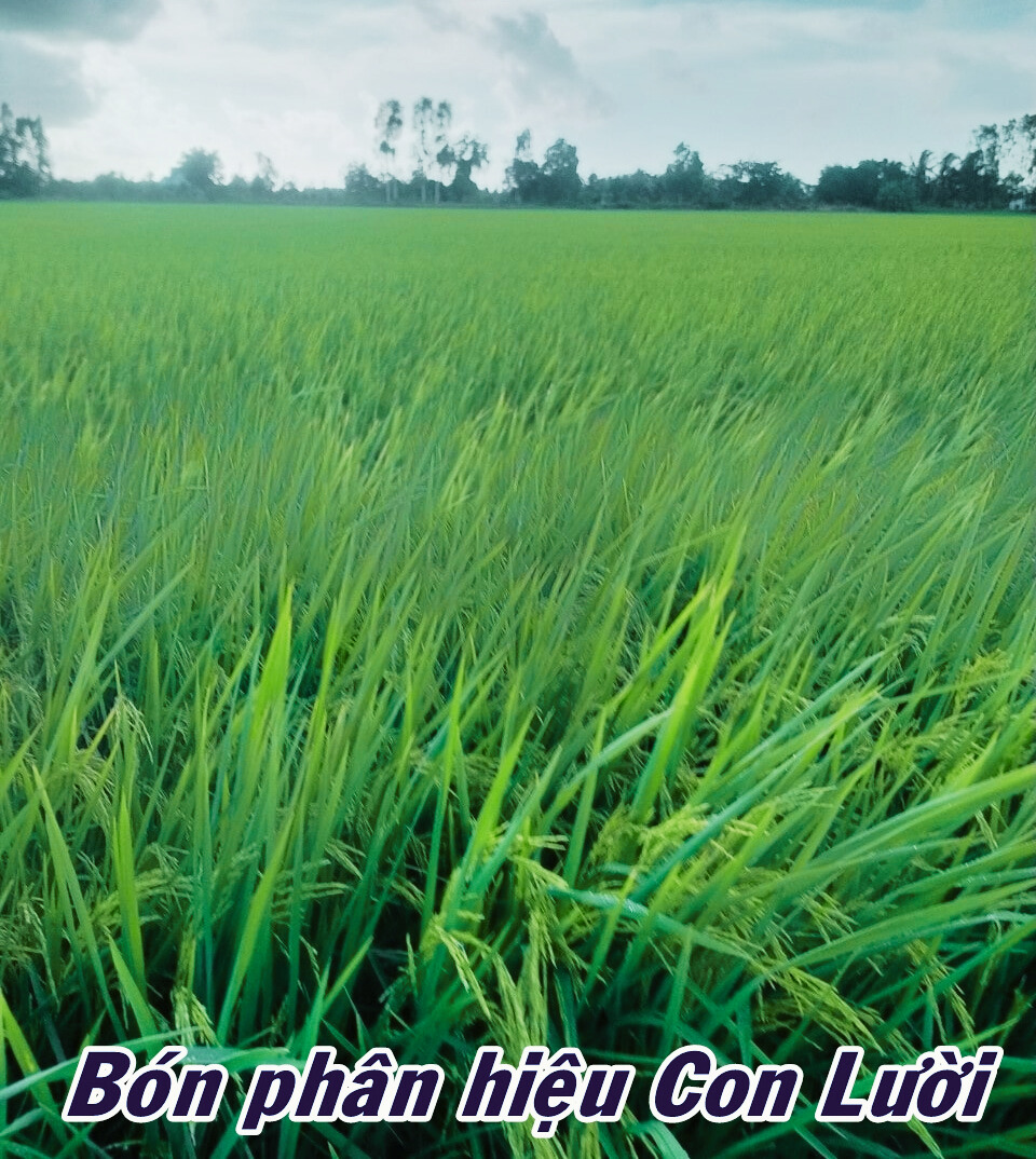 phân bón hiệu Con Lười, lúa ST25