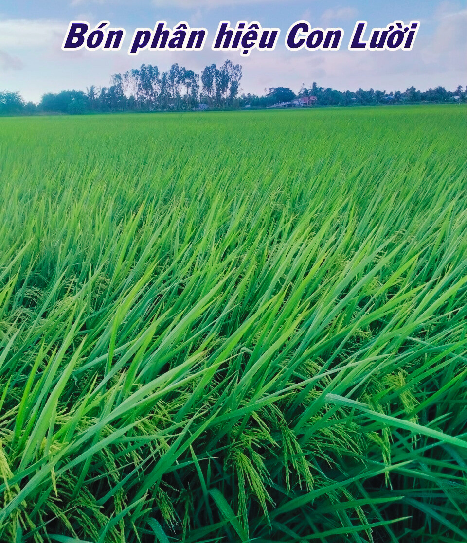 lúa ST25, phân bón hiệu Con Lười