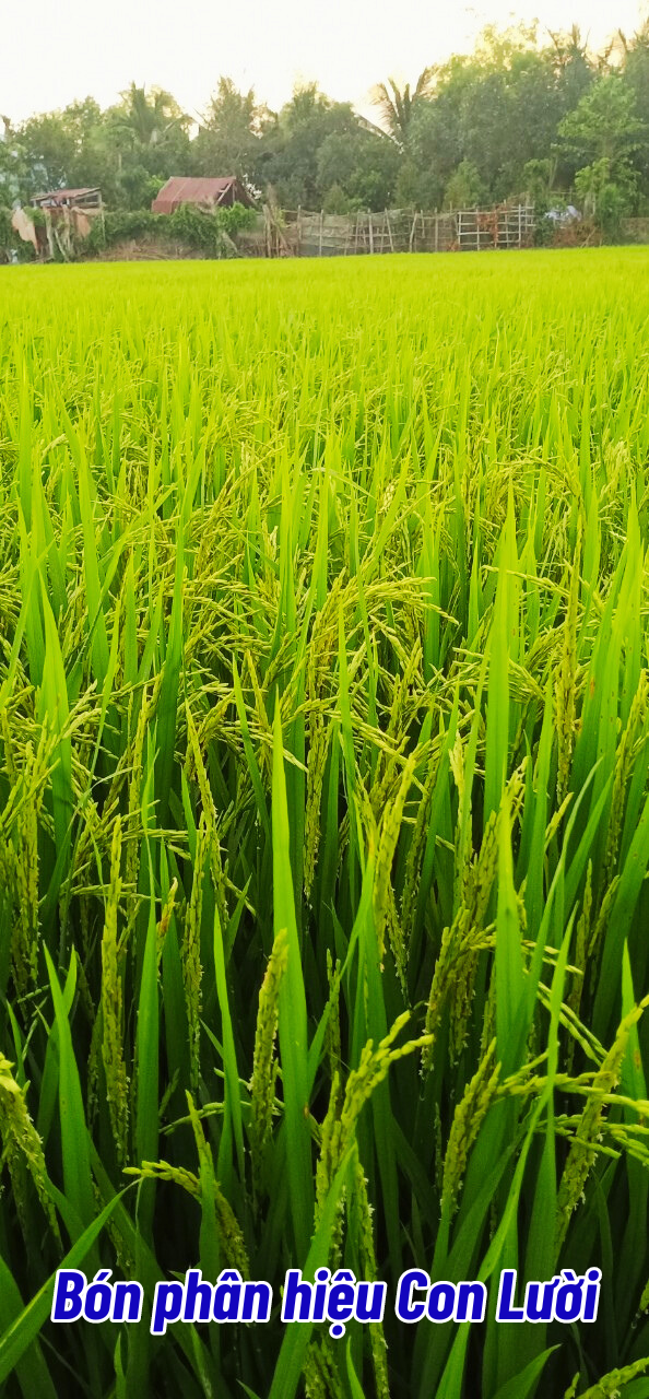 Phân bón hiệu Con Lười