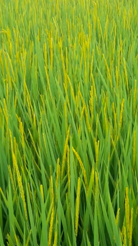 Phân bón hiệu Con Lười F35, lúa Ds1