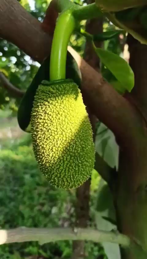 Phân bón hiệu Con lười F35