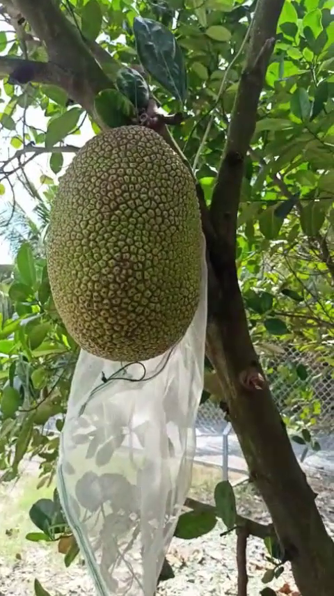 Ph&acirc;n b&oacute;n hiệu Con Lười