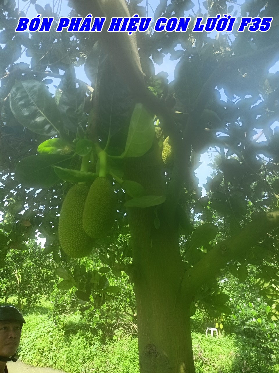 Phân bón hiệu Con Lười F35, mít