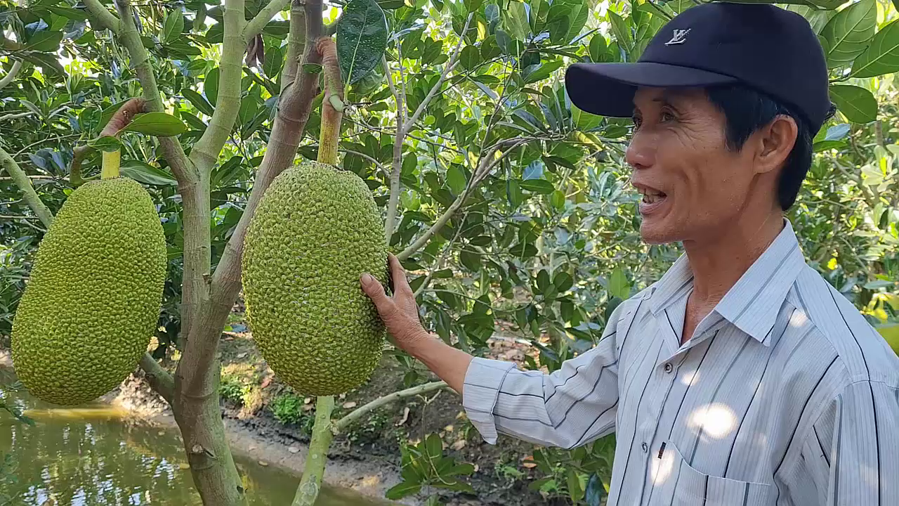 Phân bón hiệu Con Lười F35, cây mít