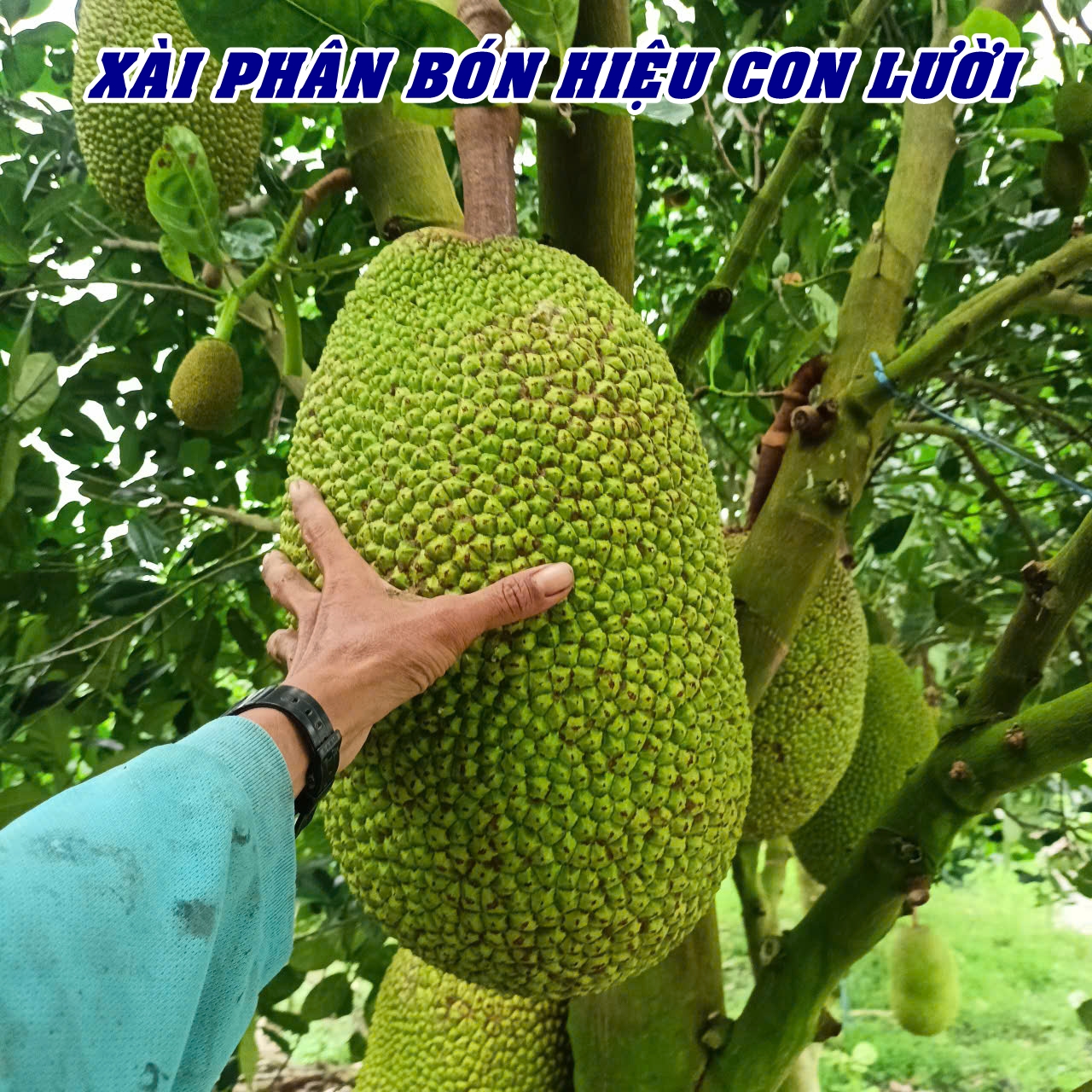 Phân bón hiệu Con Lười F35, mít