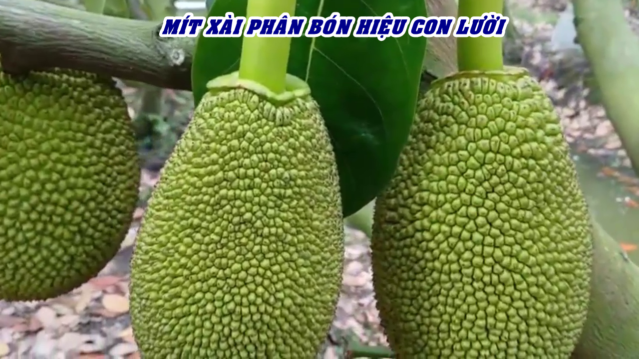 Ph&acirc;n b&oacute;n hiệu Con Lười F35