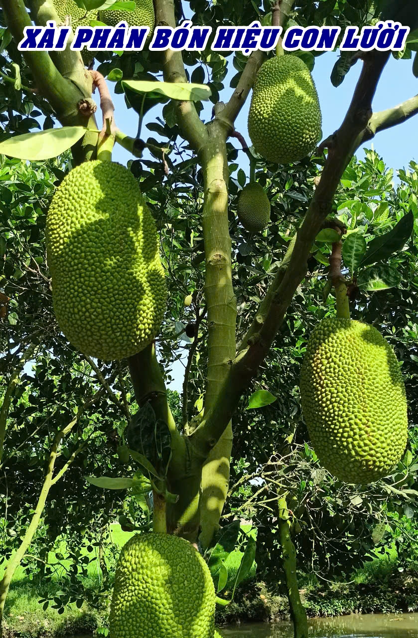 Phân bón hiệu Con Lười F35