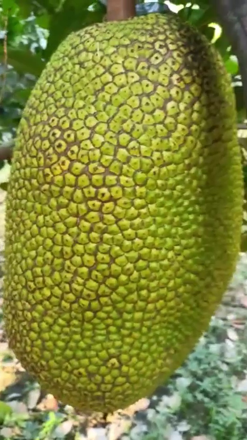 phân bón hiệu Con Lười F35, mít