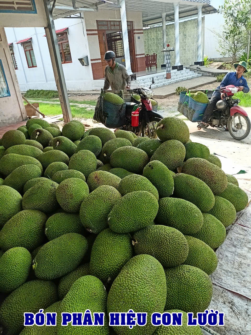 Ph&acirc;n b&oacute;n hiệu Con Lười F35, m&iacute;t