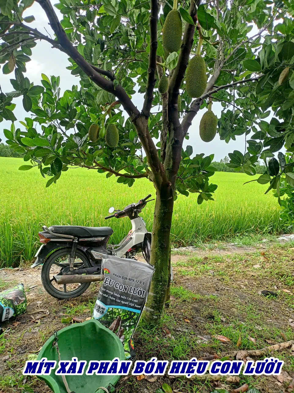 Phân bón hiệu Con Lười F35