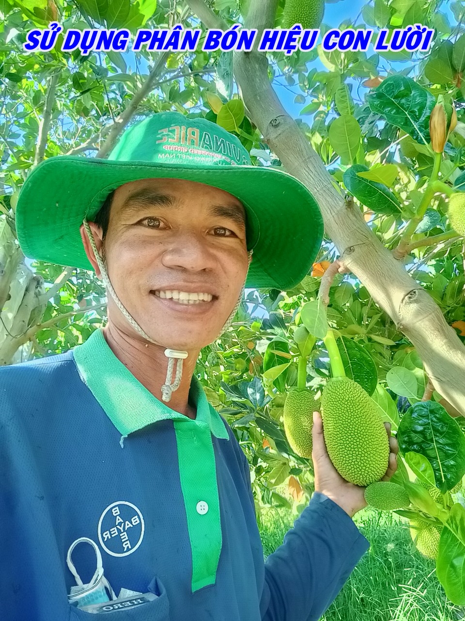 Phân bón hiệu Con Lười, cây mít