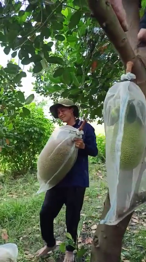 Phân bón hiệu Con Lười F35