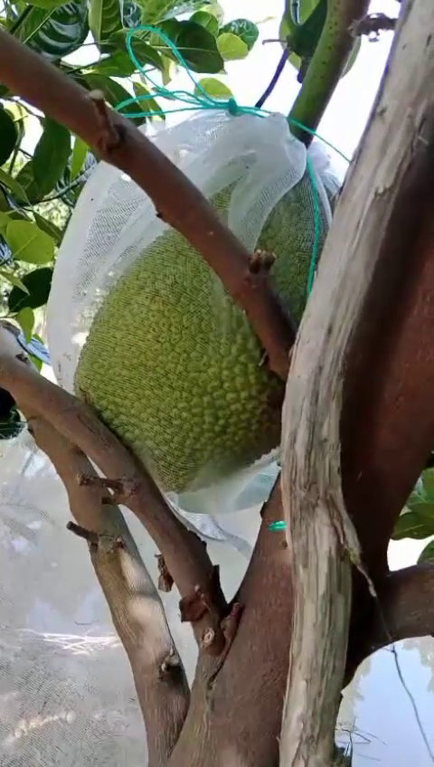 Phân bón hiệu Con Lười F35