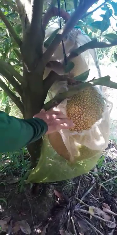 Phân bón hiệu Con Lười F35