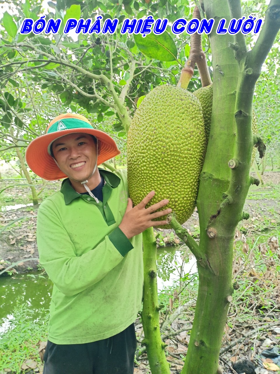 Phân bón hiệu Con Lười F35, cây mít