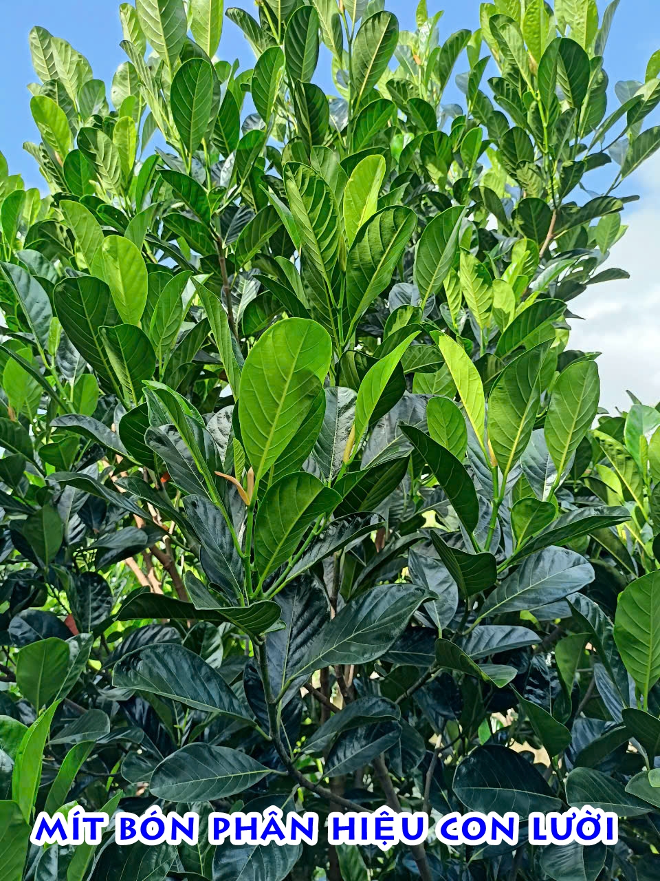 Ph&acirc;n b&oacute;n hiệu Con Lười F35