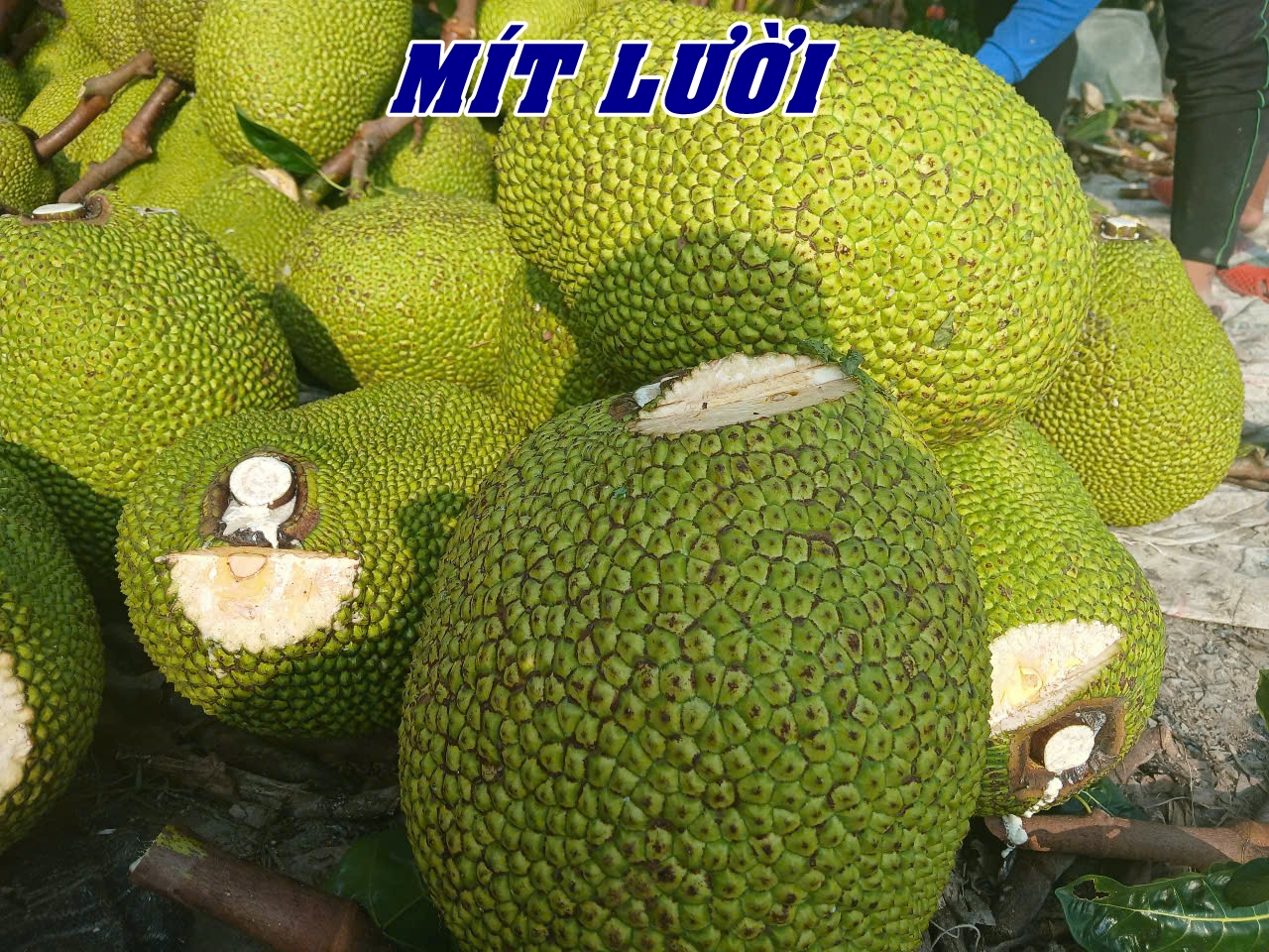 Phân bón hiệu Con Lười F35, mít