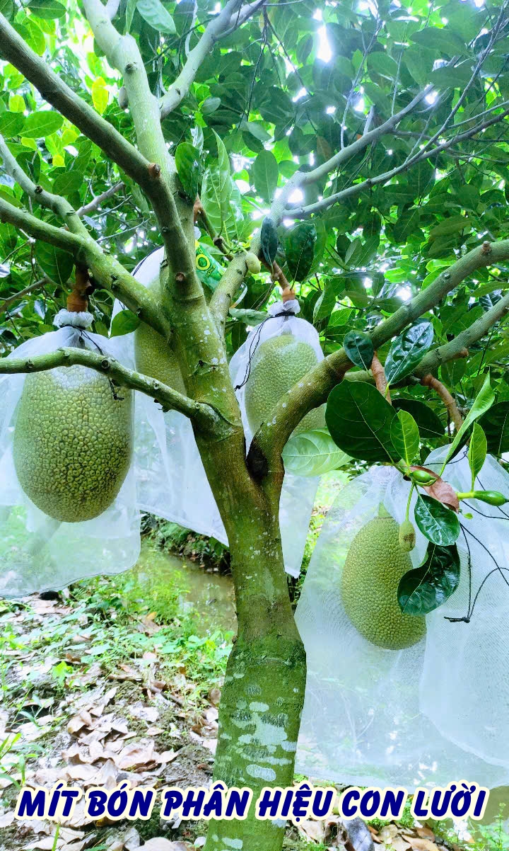 Phân bón hiệu Con Lười, mít