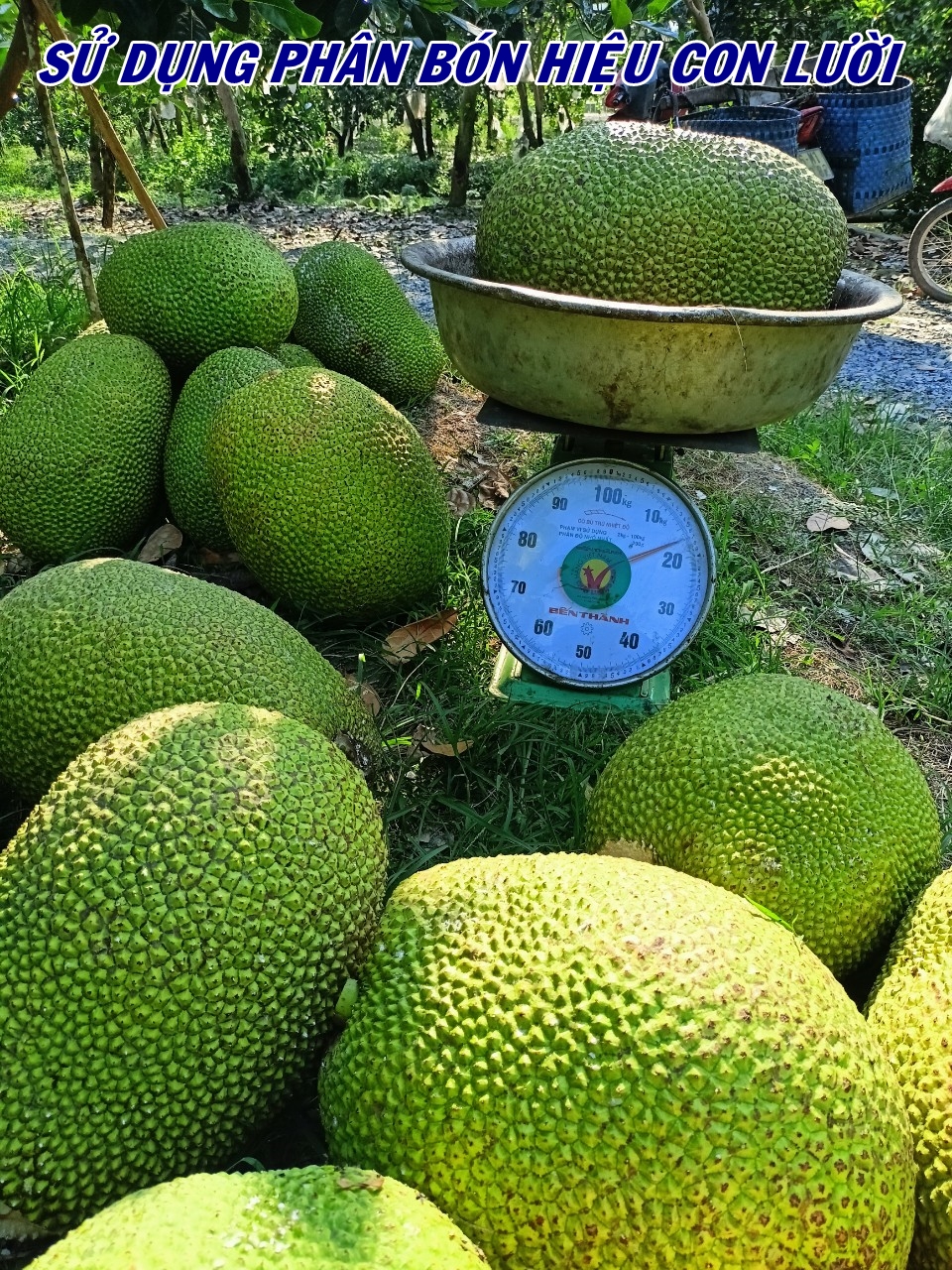 Phân bón hiệu Con lười, cây mít