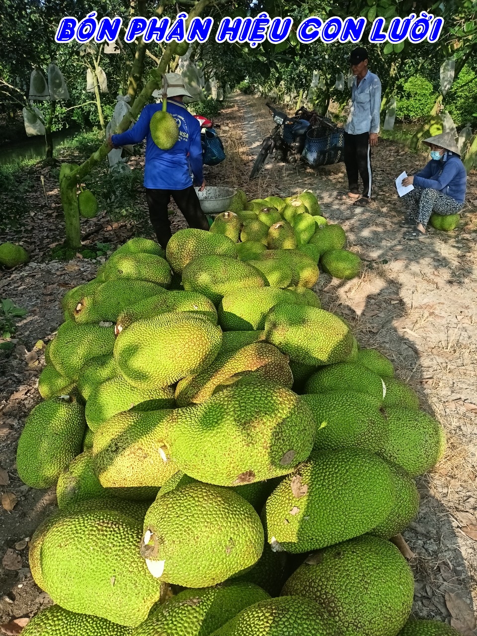 Phân bón hiệu Con Lười, mít