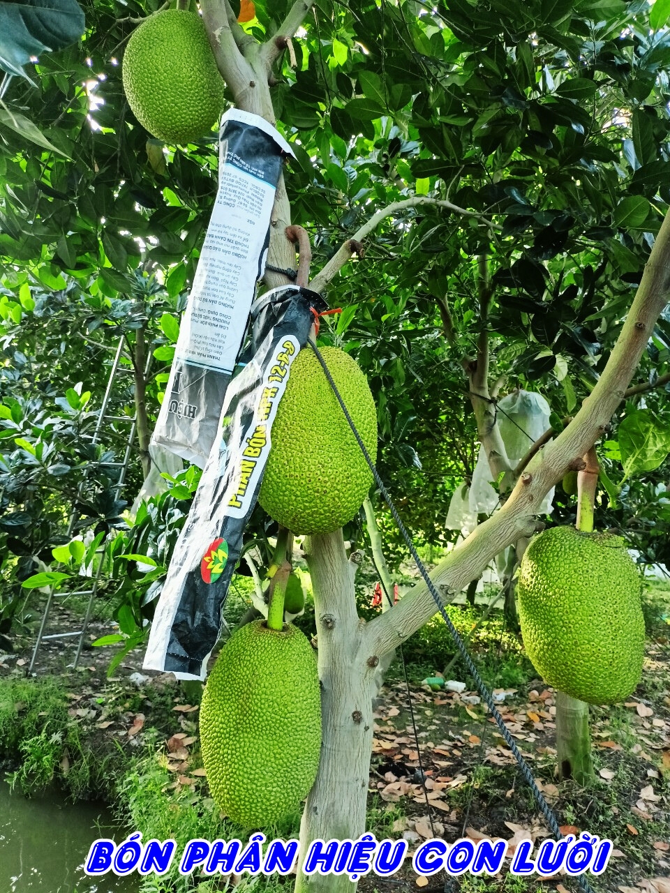 ph&acirc;n b&oacute;n hiệu Con Lười