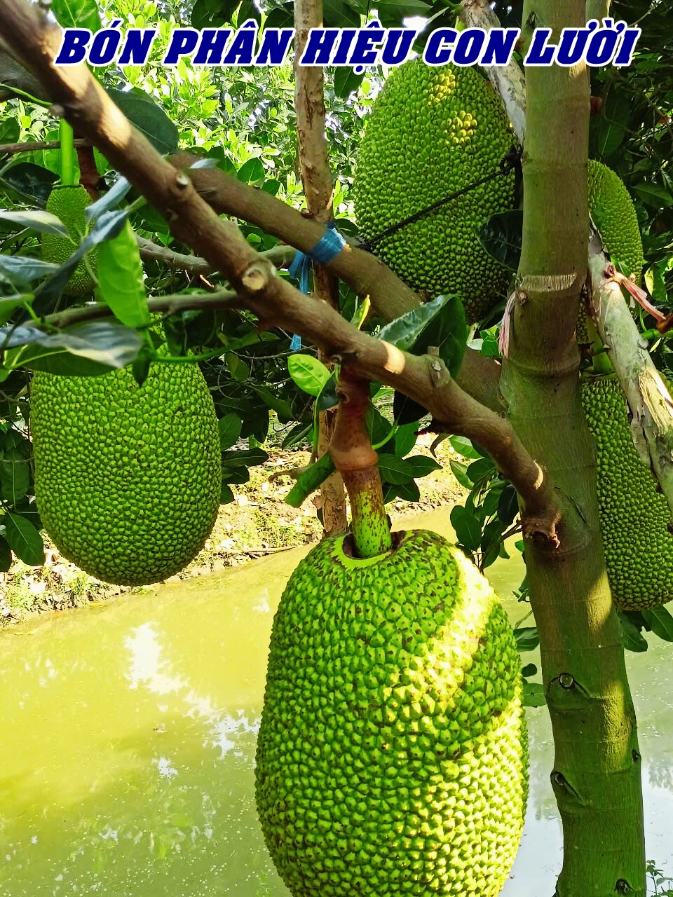 Phân bón hiệu Con Lười F35