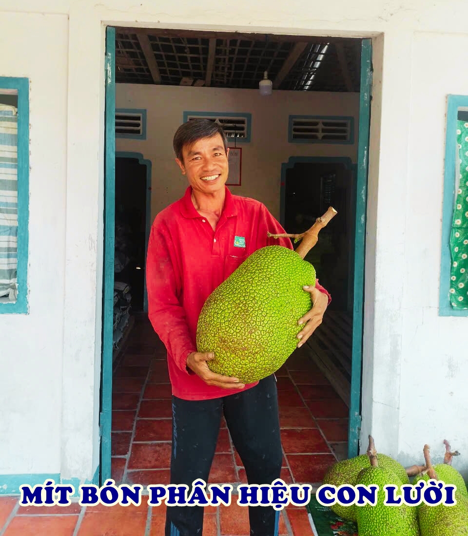 phân bón hiệu Con Lười F35, mít