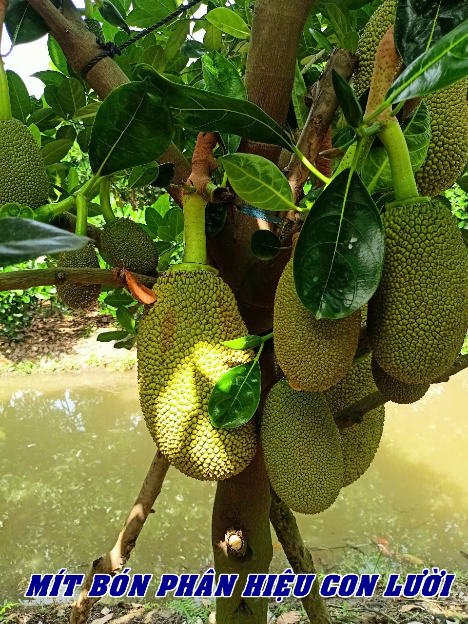 Phân bón hiệu Con Lười F35, mít