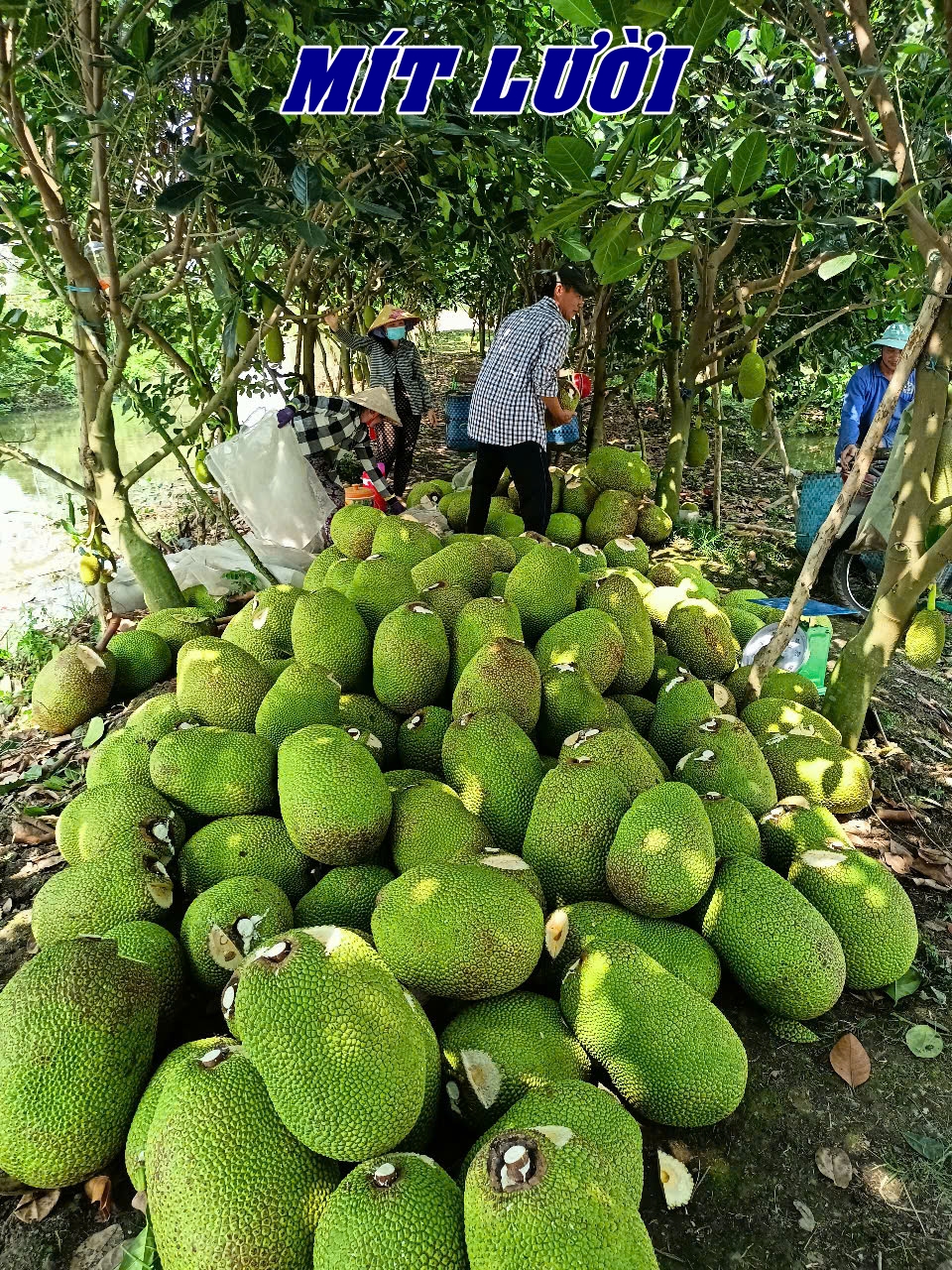 Phân bón hiệu Con Lười F35