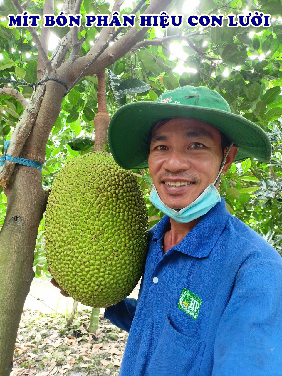 Phân bón hiệu Con Lười F35, mít