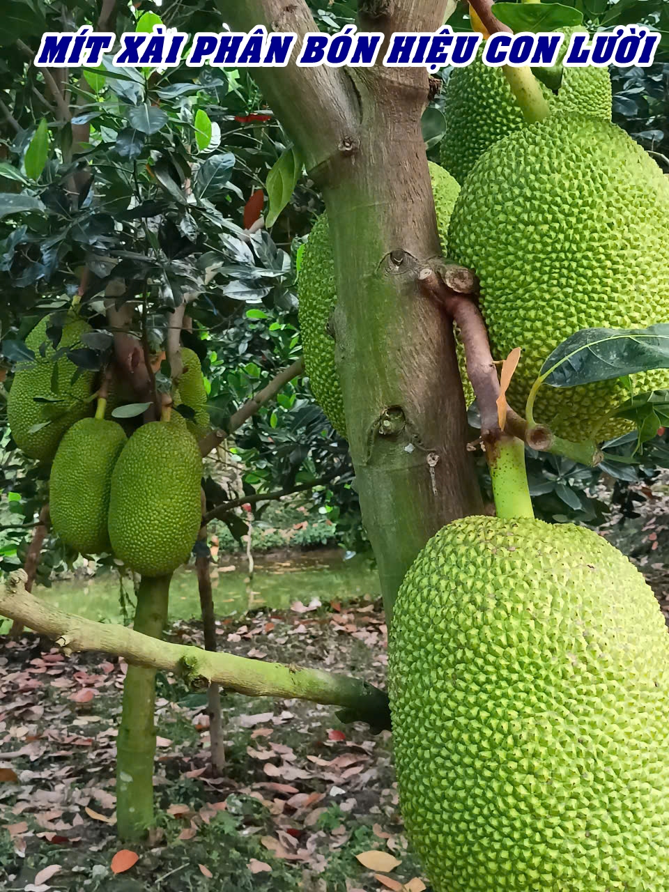 Phân bón hiệu Con Lười F35, mít