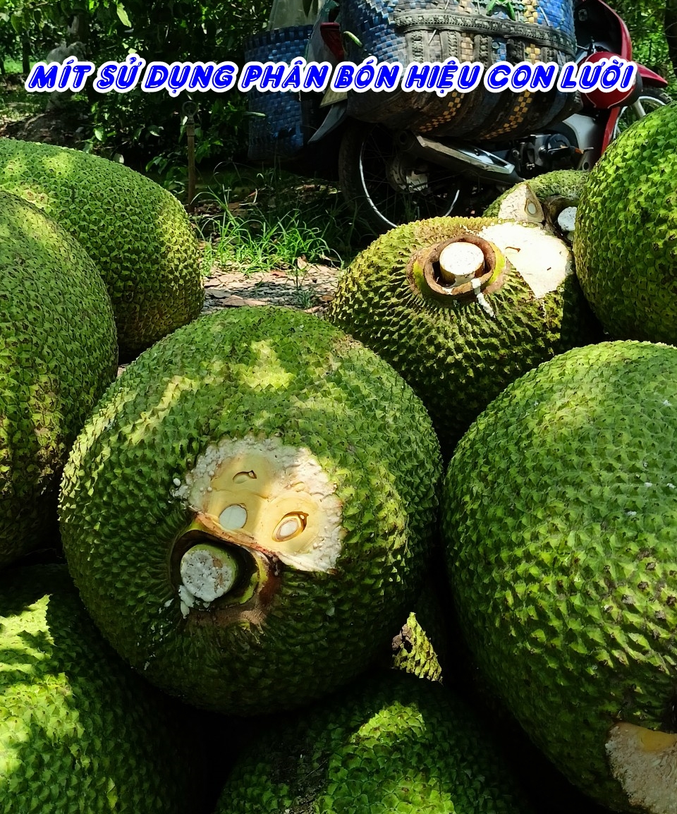 Phân bón hiệu Con Lười F35, cây mít