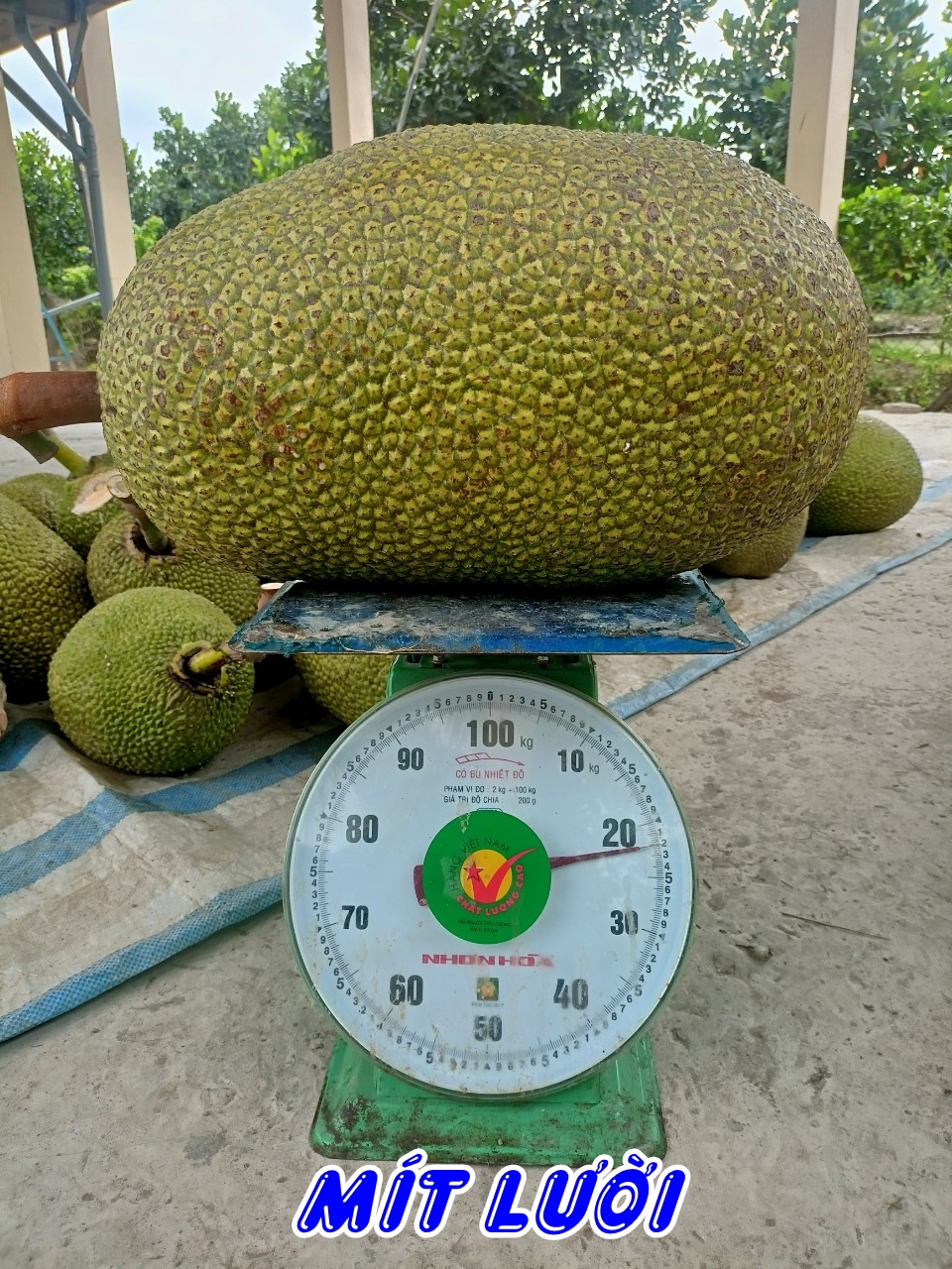 phân bón hiệu con Lười, mít 