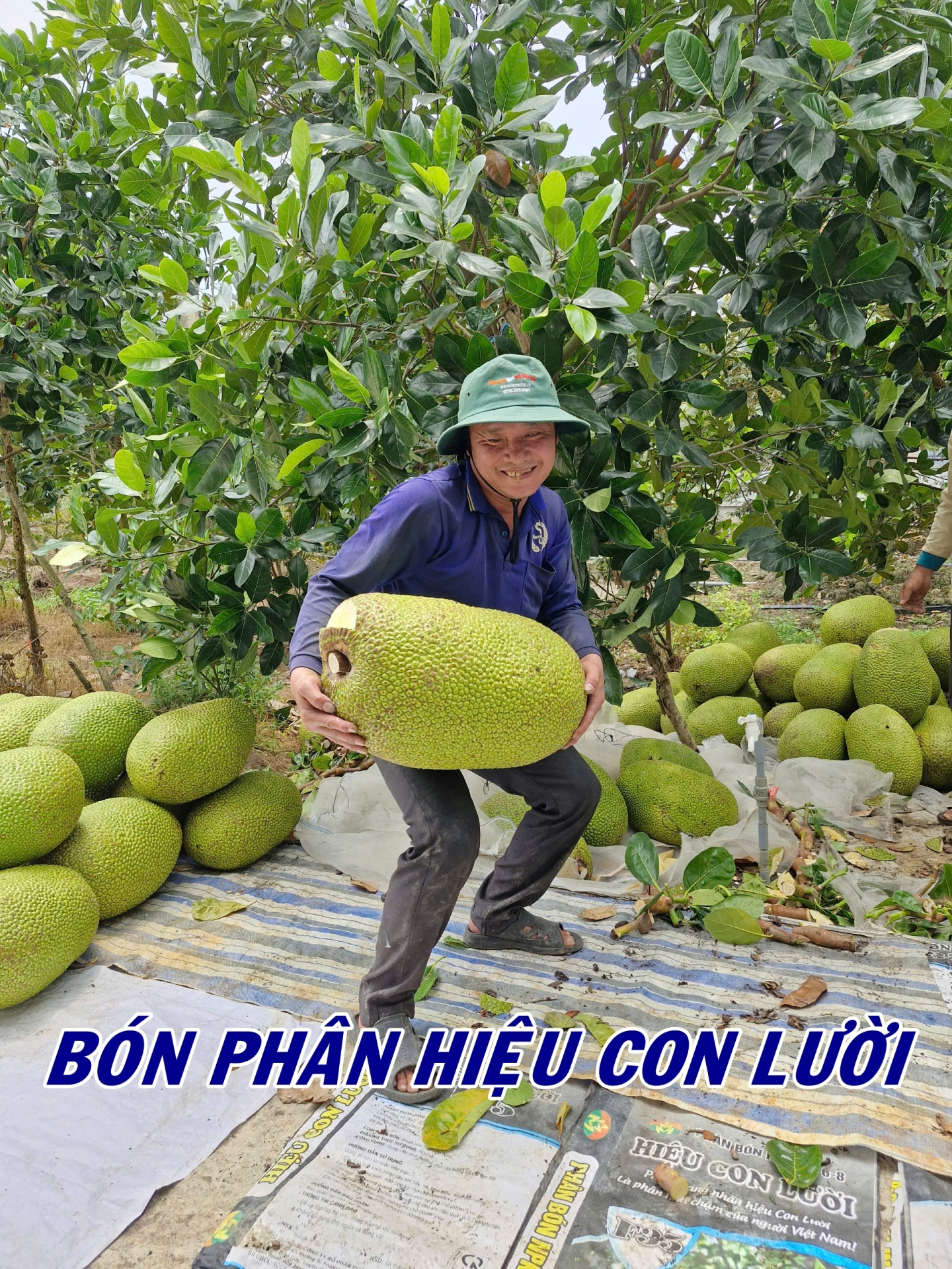 Phân bón hiệu Con Lười F35