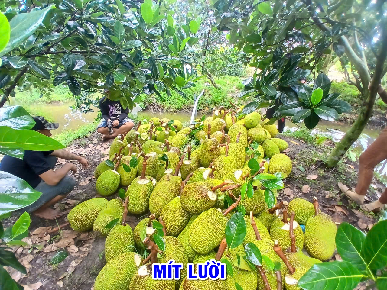 Phân bón hiệu Con Lười F35