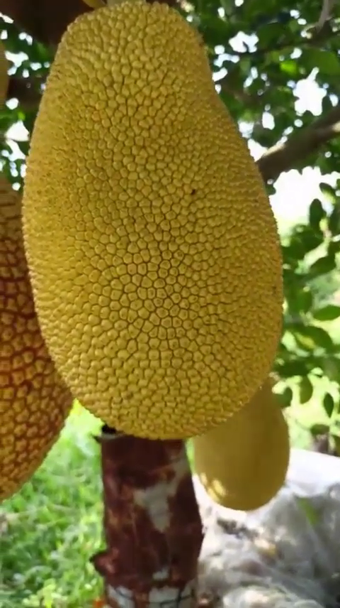 Phân bón hiệu Con Lười f35, mít ruột đỏ