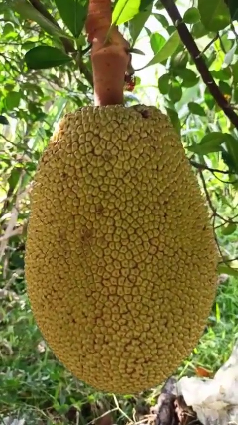 phân bón hiệu Con Lười F35, mít ruột đỏ