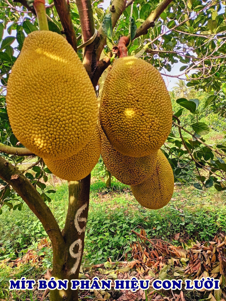 Phân bón hiệu Con Lười F35, mít ruột đỏ