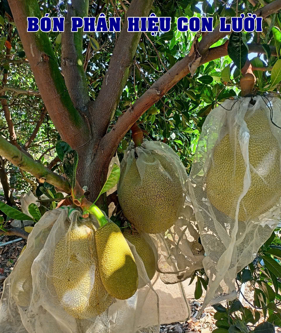 Phân bón hiệu Con Lười F35