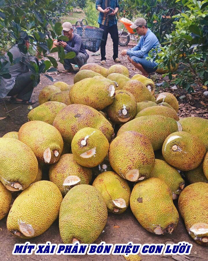 ph&acirc;n b&oacute;n hiệu Con Lười, 