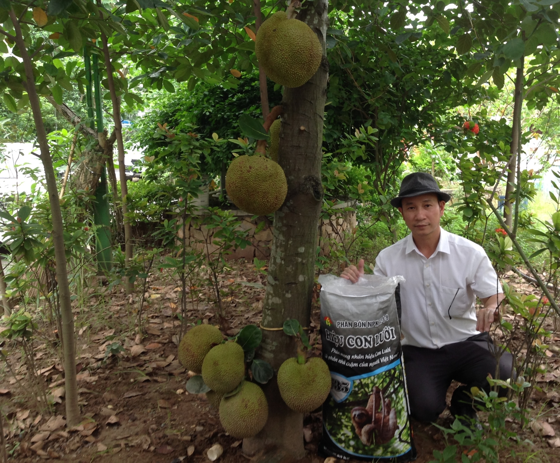 mít, phân bón con lười, 