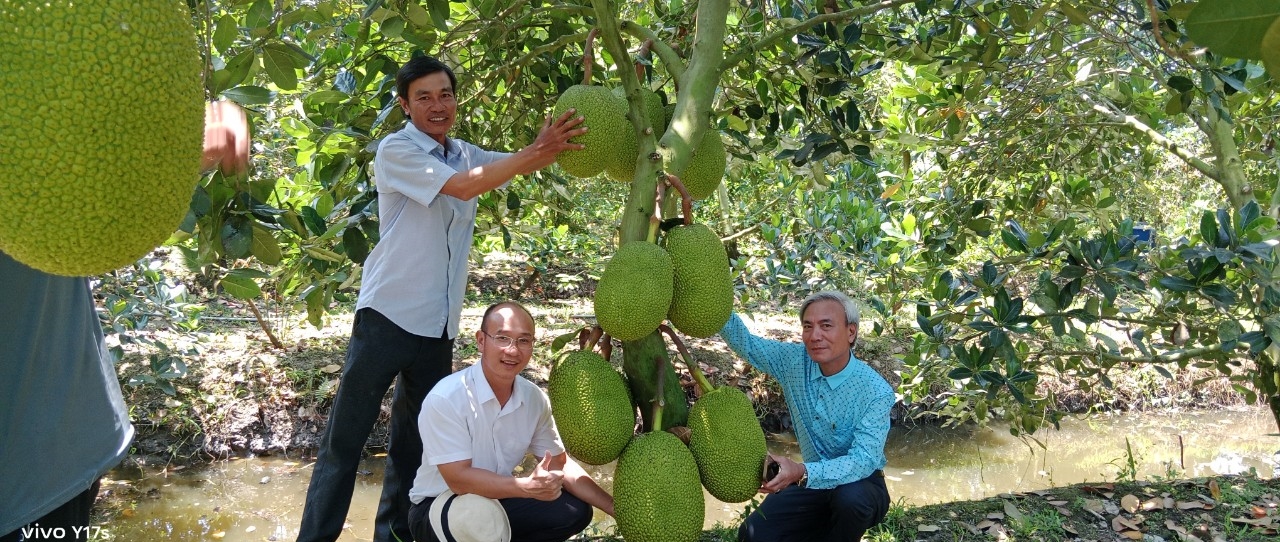 Phân bón hiệu Con Lười F35, cây mít