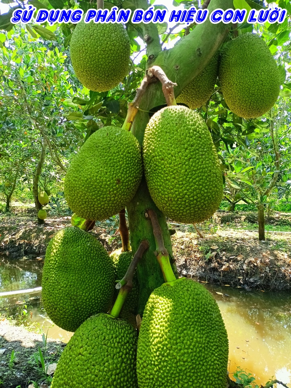 Phân bón hiệu Con Lười F35