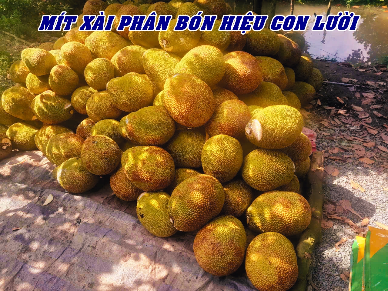 ph&acirc;n b&oacute;n hiệu Con Lười F35