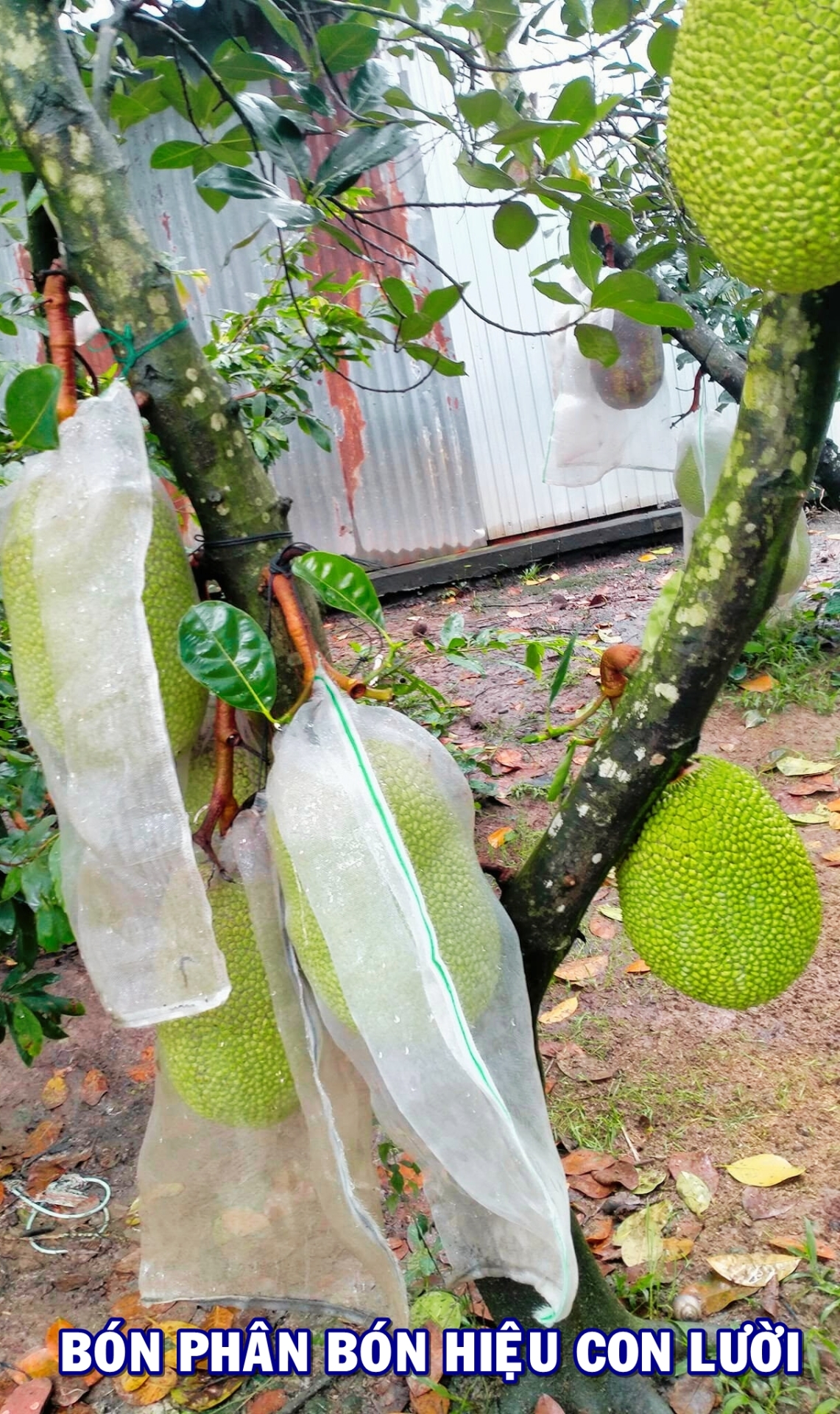 Phân bón hiệu Con Lười F35