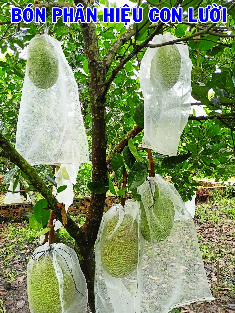 sử dụng phân bón hiệu Con Lười F35 phục hồi vườn mít thái sử dụng phân bón hiệu Con Lười F35 phục hồi vườn mít thái